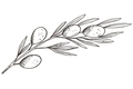 Decorative olive branch symbolizing Corsica